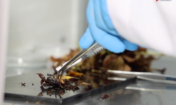 La ausencia de soluciones aprobadas