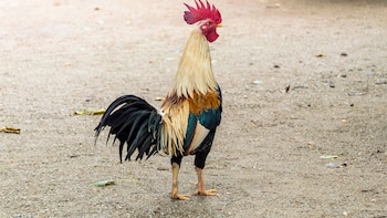 Suspenden de forma indefinida carreras