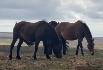 La economía de las Malvinas