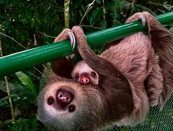 Visitantes pueden disfrutar de una variedad de biodiversidad en los alrededores de la catarata. Crédito: ADIFORT