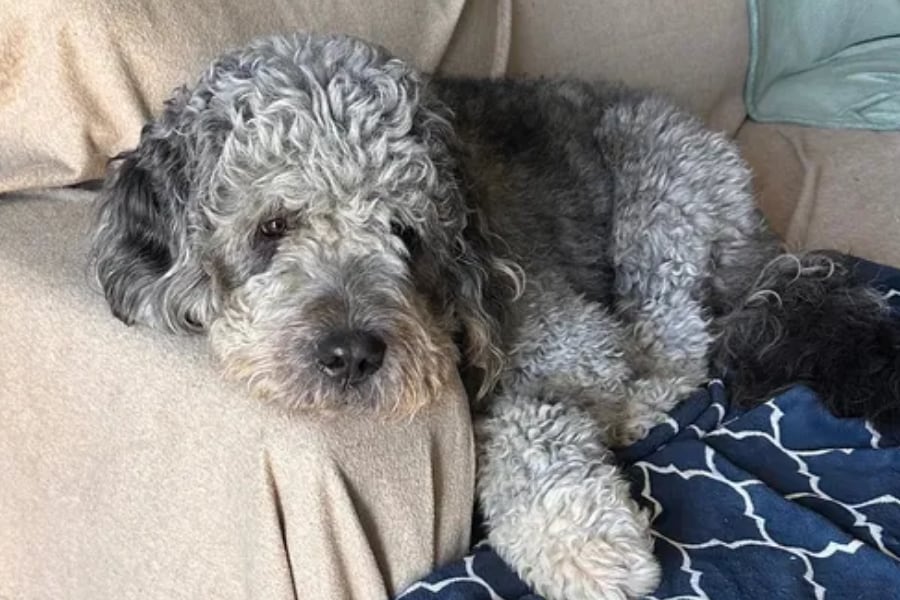 El LAPD informó que los agentes respondieron a una llamada al 911 en Jordan Avenue y hablaron con la residente mientras Jameson ladraba junto a ella (Go Fund Me: Justice for Jameson).