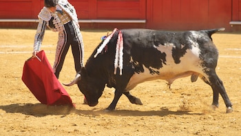 Tauromaquia: el debate entre tradición, arte y cuestionamientos éticos