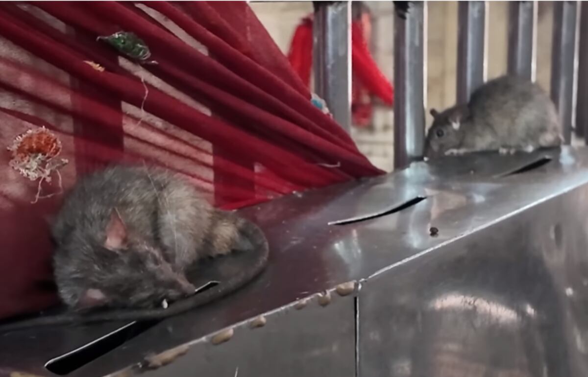 El colombiano resaltó que las ratas se pasean tranquilas debido a que no son agredidas por nadie - crédito @PlanetaJuan/YouTube