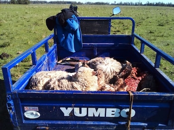 El perro no ladra cuando