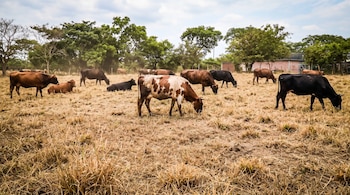 Varias vacas de color marrón, blanco y negro pastan y se recuestan en un campo de hierba seca con árboles al fondo.