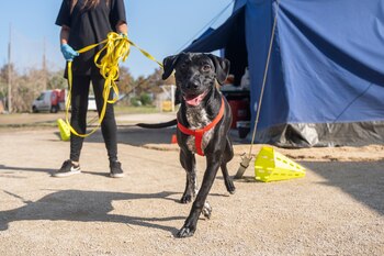 Un perro en el campo