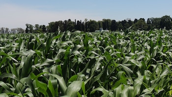 Según el último reporte del