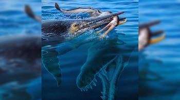 Ilustración de un reptil marino con dientes largos que muerde un ave de pico anaranjado en la superficie del agua azul. Se observa la parte inferior del reptil.