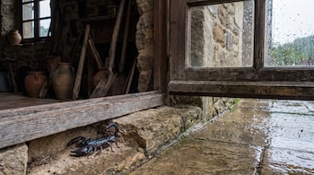 Un alacrán oscuro se encuentra en el suelo de piedra, junto a un marco de madera de una puerta. El exterior está mojado por la lluvia y hay una ventana con gotas.