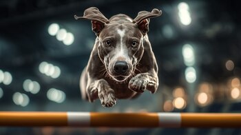 Un perro supera un circuito