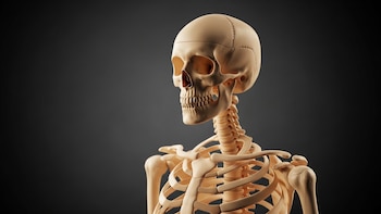 De evolución a regeneración completa