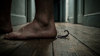 Un pie humano descalzo sobre un suelo de madera, junto a un alacrán de color oscuro con la cola curvada hacia arriba en una habitación con poca luz.