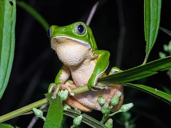 Rana arbórea verde y crema con grandes ojos oscuros, posada sobre un tallo delgado con hojas verdes y pequeños brotes, con un fondo oscuro