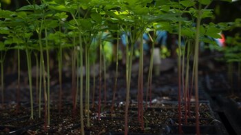 A través de los PSA