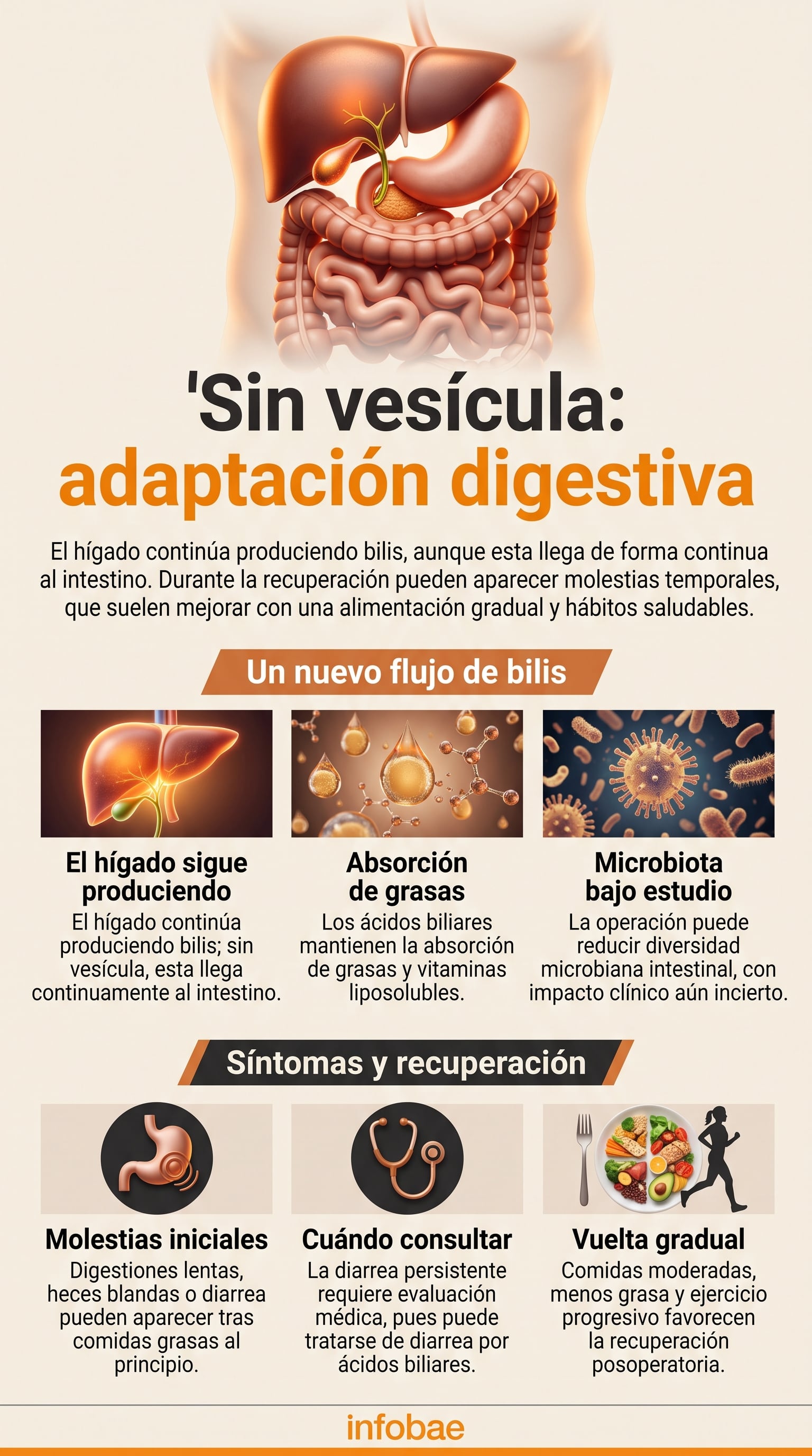 Una infografía ilustra los cambios en el flujo de la bilis y el proceso de adaptación digestiva del cuerpo humano tras la extirpación de la vesícula biliar (Imagen Ilustrativa Infobae)