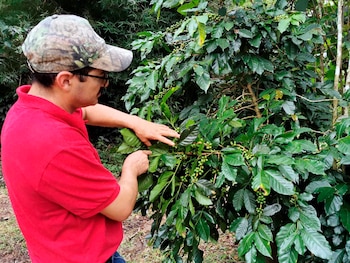 El historiador y productor de café Montgomery Melghem, fue registrado al observar una planta de café, en el municipio de Marcala (Honduras). EFE/Germán Reyes