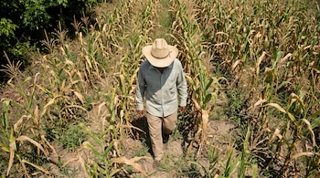 Hombre con sombrero de paja y ropa clara camina por un campo de maíz. Las plantas de maíz tienen hojas secas y amarillentas.