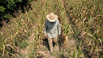 El Salvador enfrenta nuevo episodio de sequía con mayor impacto en el oriente