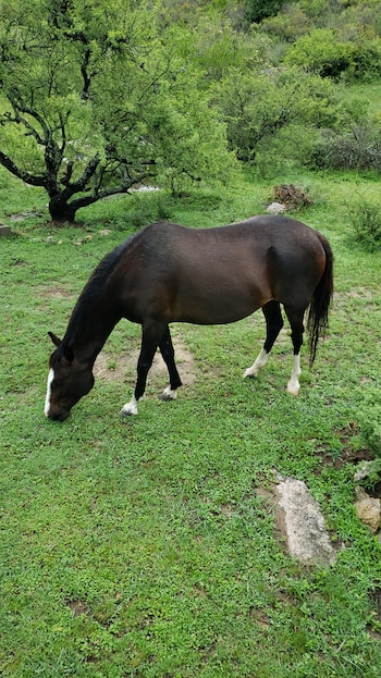 Caballo de pelaje marrón oscuro con hocico y patas blancas pastando sobre hierba verde. Se observa un árbol frondoso al fondo y vegetación densa en las montañas