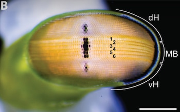Ojo compuesto con omatidios dorados y verdes, marcas numéricas del uno al seis, tres sectores delimitados por líneas y una barra de escala