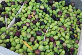 El aceite producido a partir