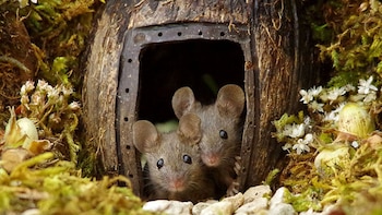 George y Mildred (georgethemouse.com)