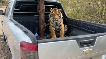 El ejemplar fue asegurado por una unidad de rescate animal. (Especial)