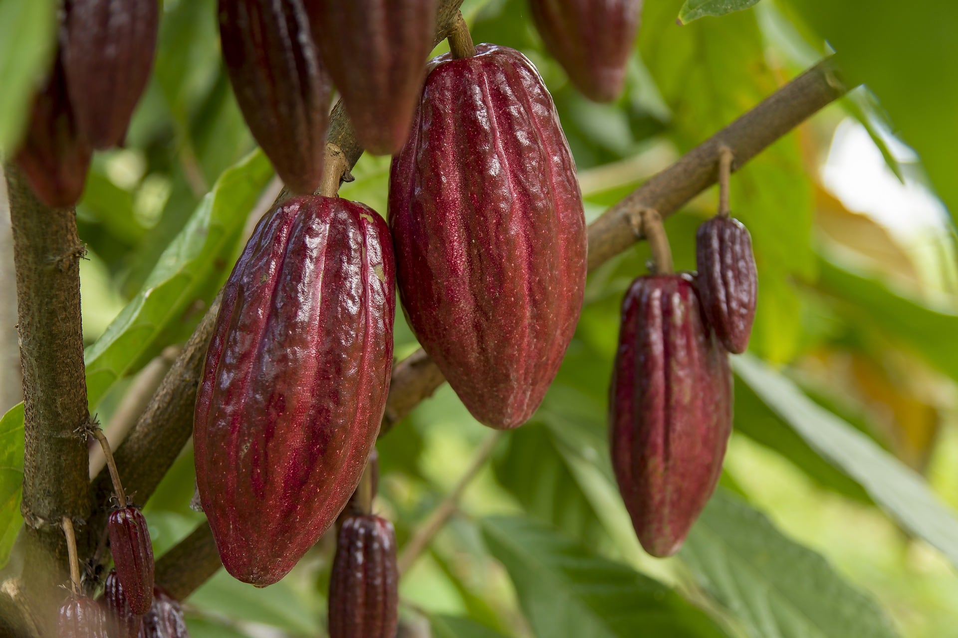Más de 1.500 familias cacaoteras de Costa Rica afrontan disminuciones en sus ingresos por la pérdida de floración en las plantas. (Foto: Lida Plant Research)