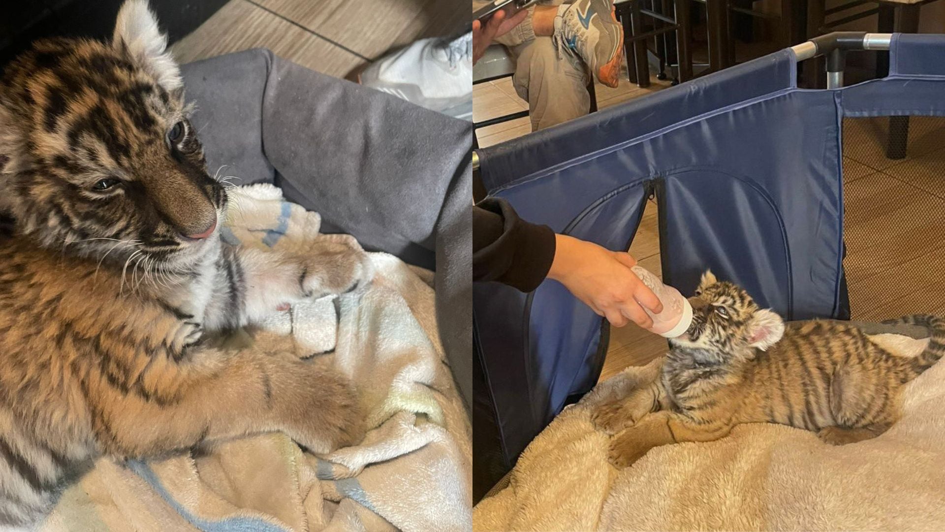 El ejemplar, de apenas mes y medio de vida, fue hallado en una cama para perros. (@SSC_CDMX)