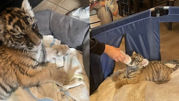 Rescatan a cachorra de tigre de Bengala en un inmueble de Xochimilco