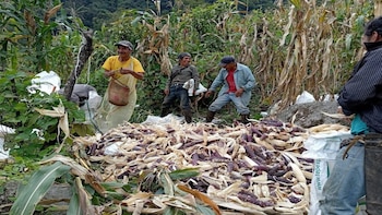 Crisis de maíz, trigo y frijol amenaza la soberanía alimentaria y el empleo rural en México