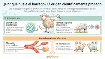 Infografía con ilustraciones de borregos, bacterias, sistema digestivo y células, explica el origen del olor en la carne de borrego, mostrando su migración en el cuerpo.