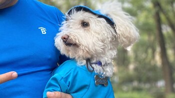 Oso se convirtió en el