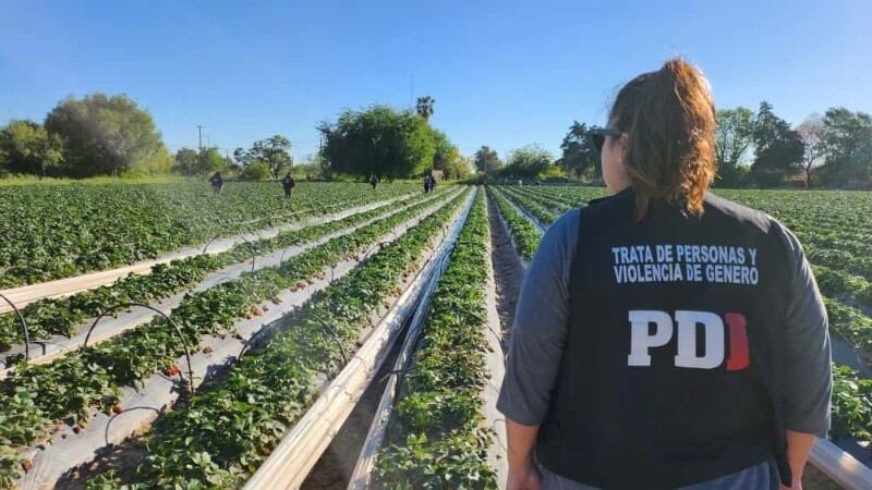 Un megaoperativo en Rosario permitió rescatar a más de 40 trabajadores explotados en un campo de frutillas (LT10 / PDI)
