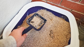 Las arenas aglomerantes facilitan la