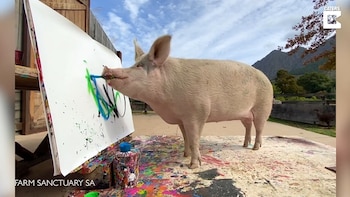 22/03/2021 Pigcasso, el cerdo que