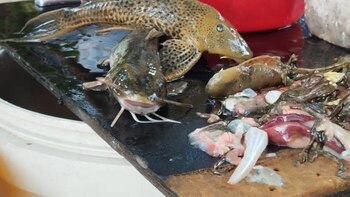 Milagro de Semana Santa en Colombia podría ser realmente un desastre ambiental: autoridades advirtieron del riesgo