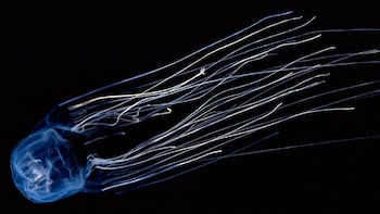 Su cuerpo cuadrado y translúcido,