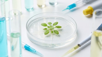 Planta de Arabidopsis thaliana en placa de Petri, raíces en gel nutriente, tubos de ensayo, jeringa y micropipetas sobre superficie blanca de laboratorio.