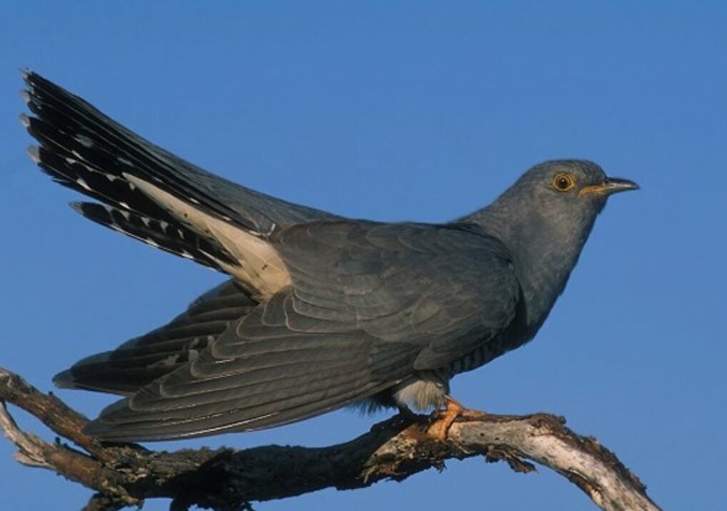 Lo que comenzó como una simple observación en un campo de golf terminó por atraer a decenas de entusiastas tras difundirse la imagen de un ejemplar nunca antes visto en la región (EFE)