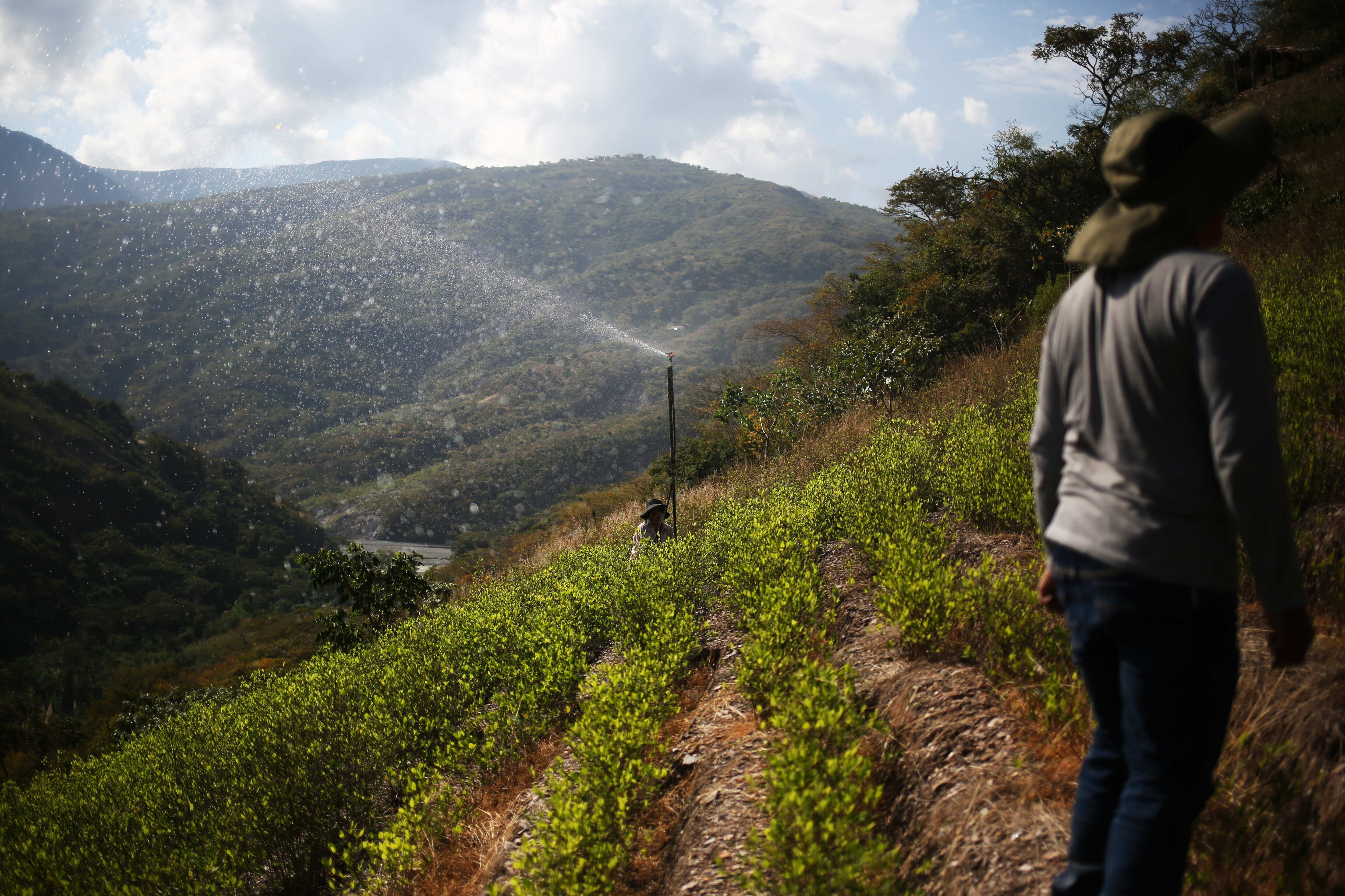 Productores de hojas de coca trabajan en un sembrado en Coripata (Bolivia). Foto de archivo. EFE/ Luis Gandarillas