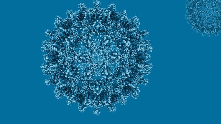 La AEHVE destaca que un nuevo tratamiento logra la curación funcional de la hepatitis B en el 19% de los pacientes