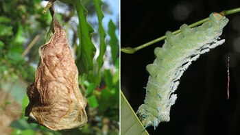 Los capullos de estas mariposas