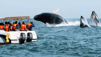 Temporada de ballenas jorobadas en Piura inicia este 15 de julio: autoridades revisan condiciones para recibir turistas