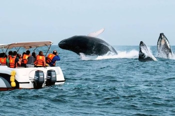 avistamiento de ballenas
