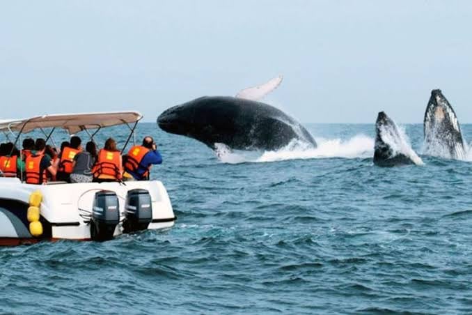 avistamiento de ballenas
