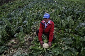 Las líneas de crédito subsidiadas