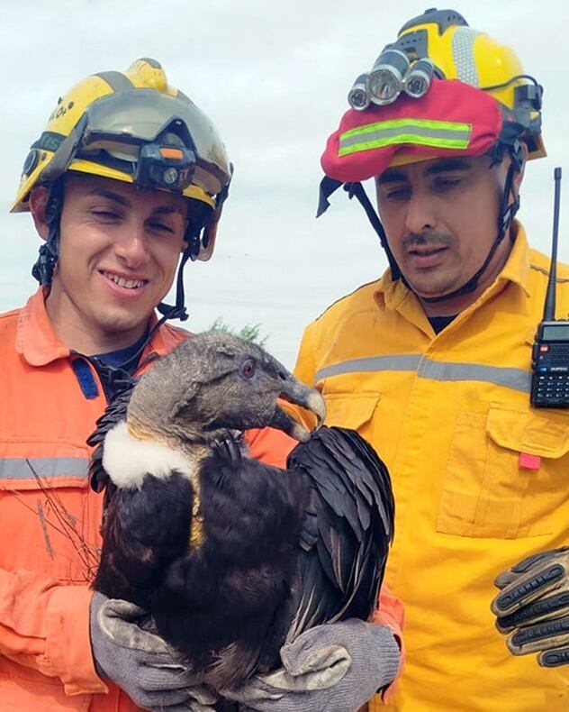 La hembra adulta de cóndor pesa ocho kilos y presenta perdigones incrustados que dañaron músculos sin fracturar huesos (Fotos: La Voz)