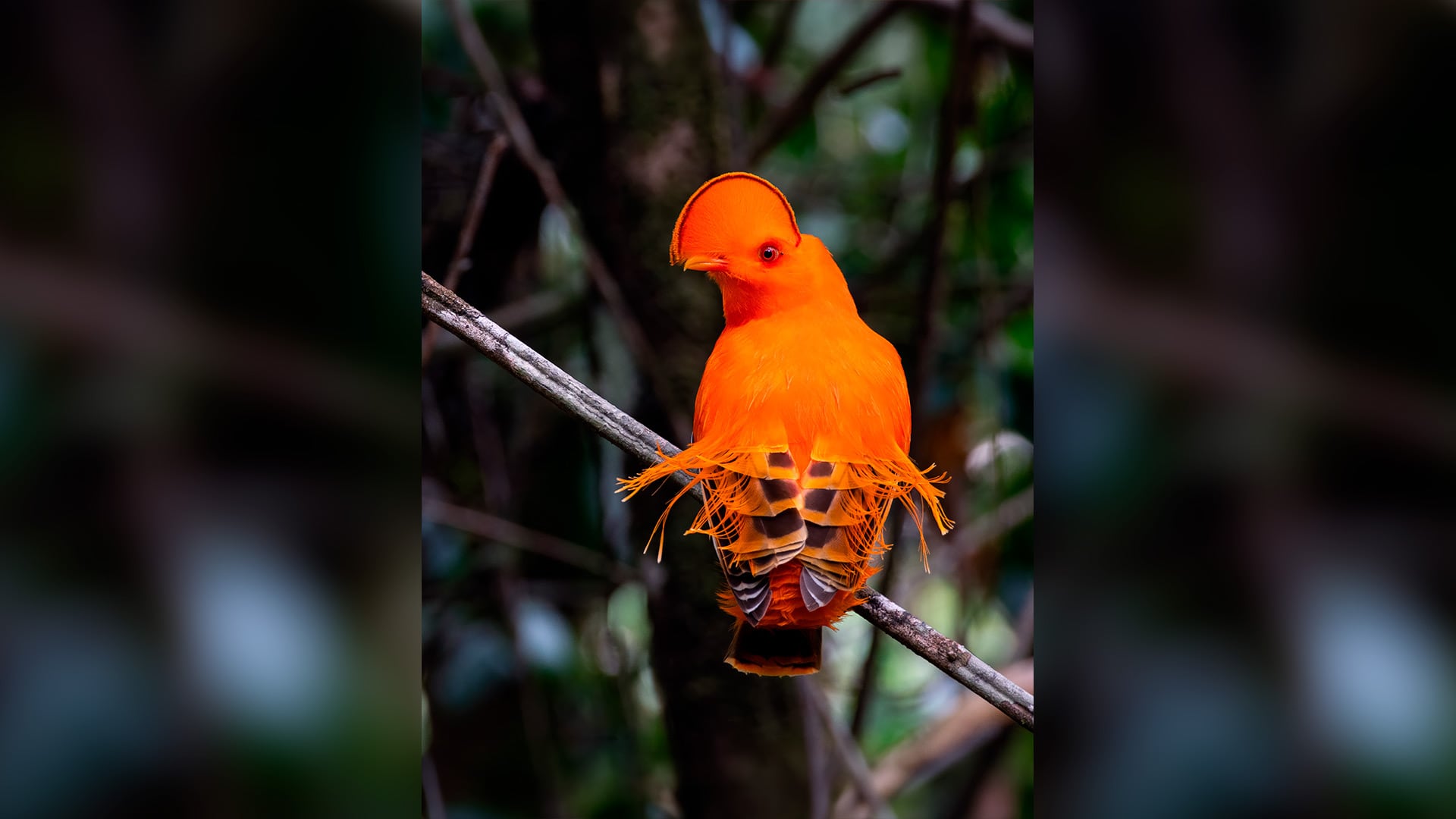 El gallo de roca de Guayana (Rupicola rupicola), fotografiado en el Sentier des Coqs-de-Roche, en la Guayana Francesa, es uno de los paseriformes cuya evolución ocurrió en pulsos rápidos coincidentes con grandes cambios climáticos./Archivo
Cody Limber/Macaulay Library
