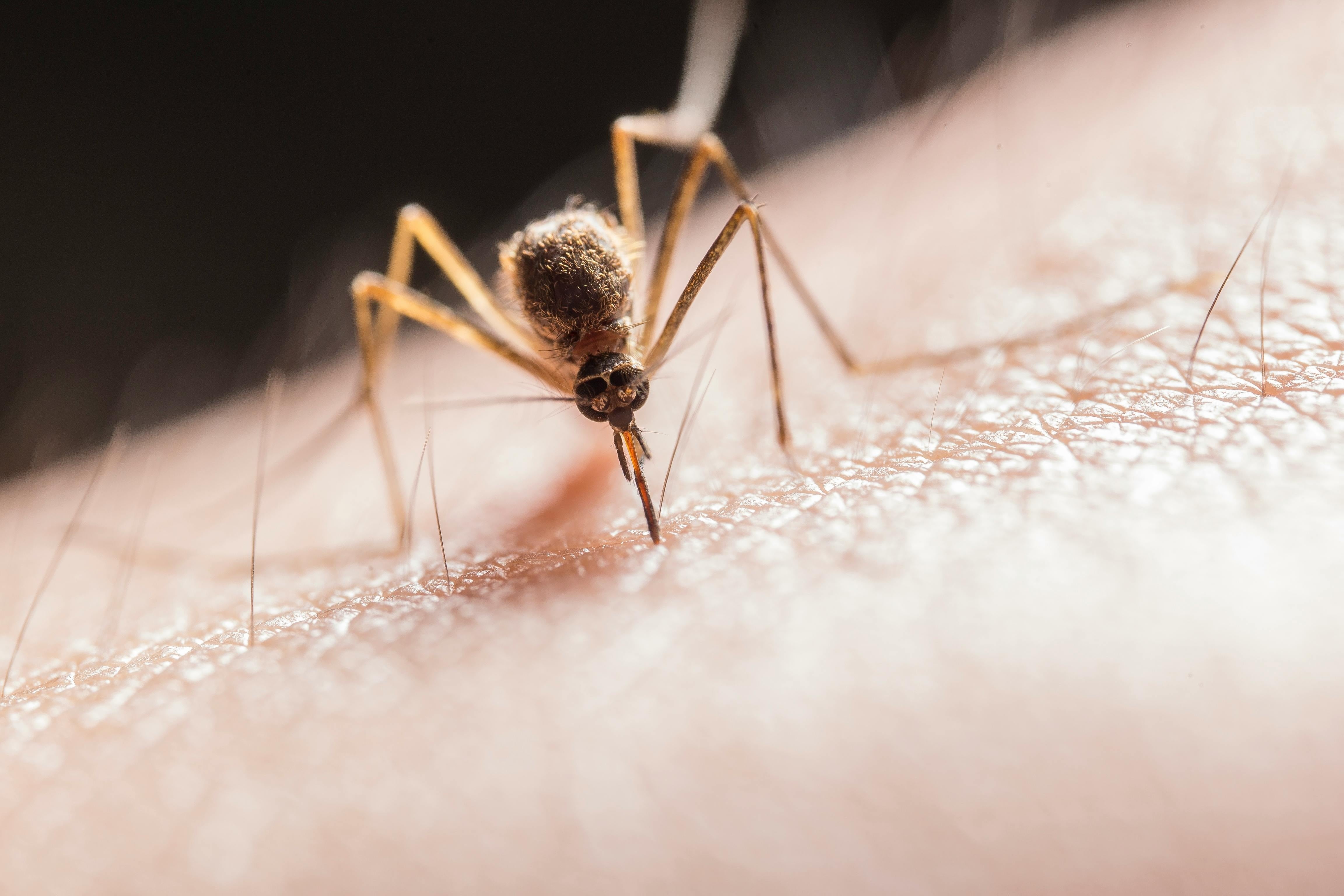 El inicio de la temporada de mosquitos en Texas activa las estrategias de vigilancia sanitaria frente a infecciones emergentes (Junta de Andalucía)